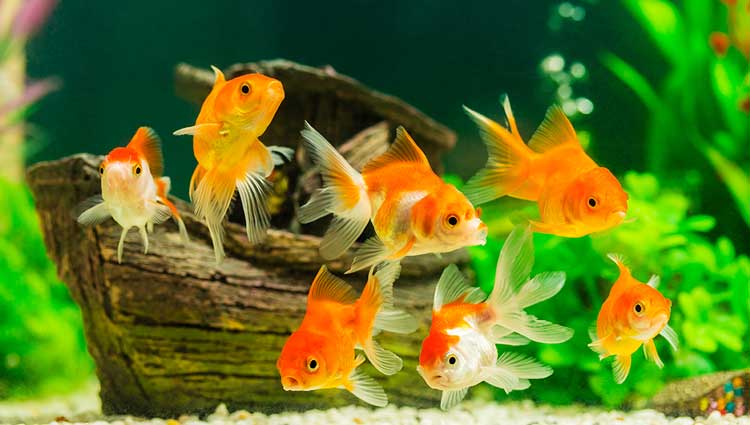 Several goldfish swimming