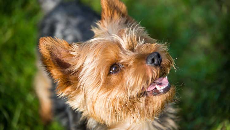 Yorksire Terrier in playfool mood